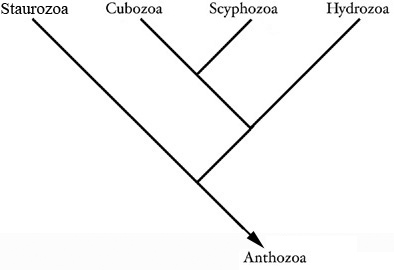 Cnodarian Phylogeny