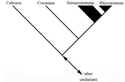 Phylogenetic relationships among orders