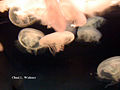 Mature medusa