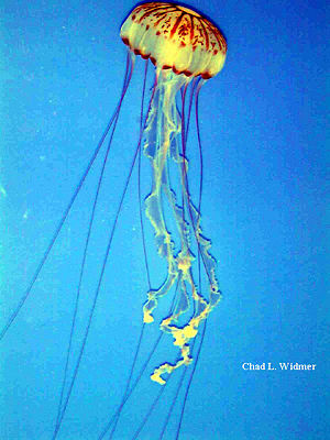 Chrysaora colorata (Russell 1964) Monterey Bay Aquarium