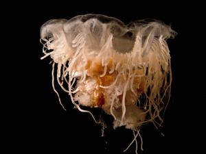Cyanea sp-1.jpg