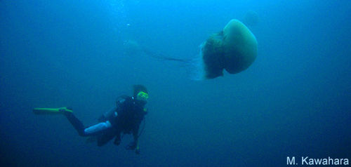 Nemopilema nomurai - The Scyphozoan